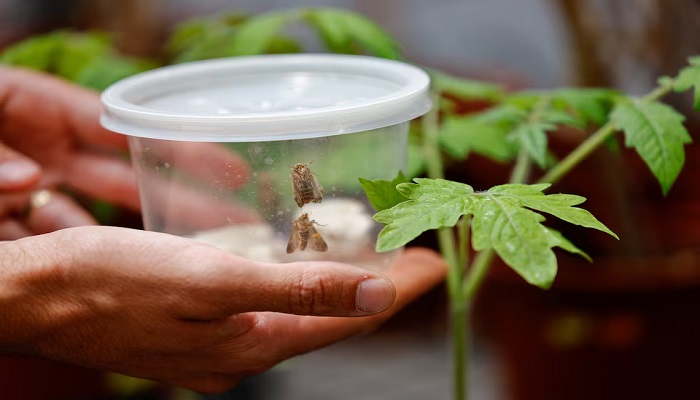 A scientist holds female moths in a container, near a plant in a lab at Tel Aviv University, where researchers said they had found evidence that plants and insects can interact through sound, in Tel Aviv, Israel, July 15, 2025. — Reuters